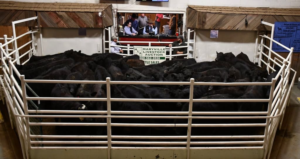 Cattle in the ring at Maryville Livestock Auction with the auctioneer&rsquo;s box above