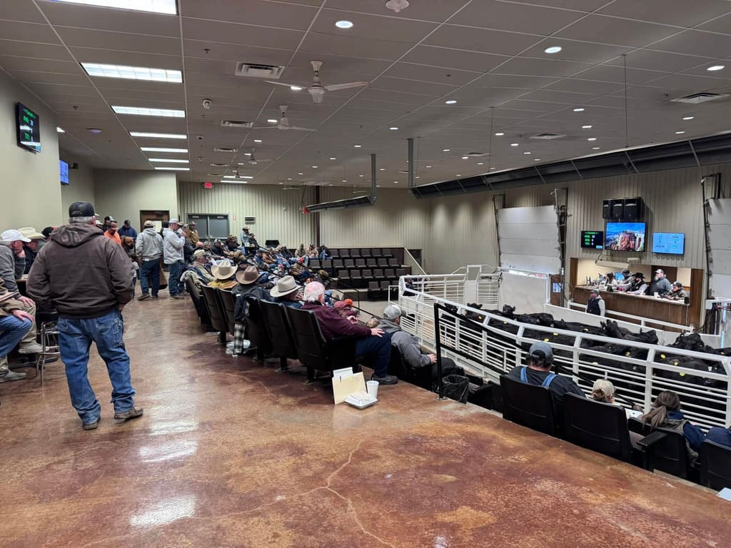 A full house of buyers seated around the sale ring at OKC West Livestock Market
