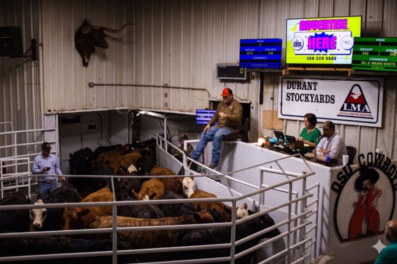 Ringside screens at Durant Stockyards during a sale: an advertisement centre screen, live sale data either side, buyers and cattle below